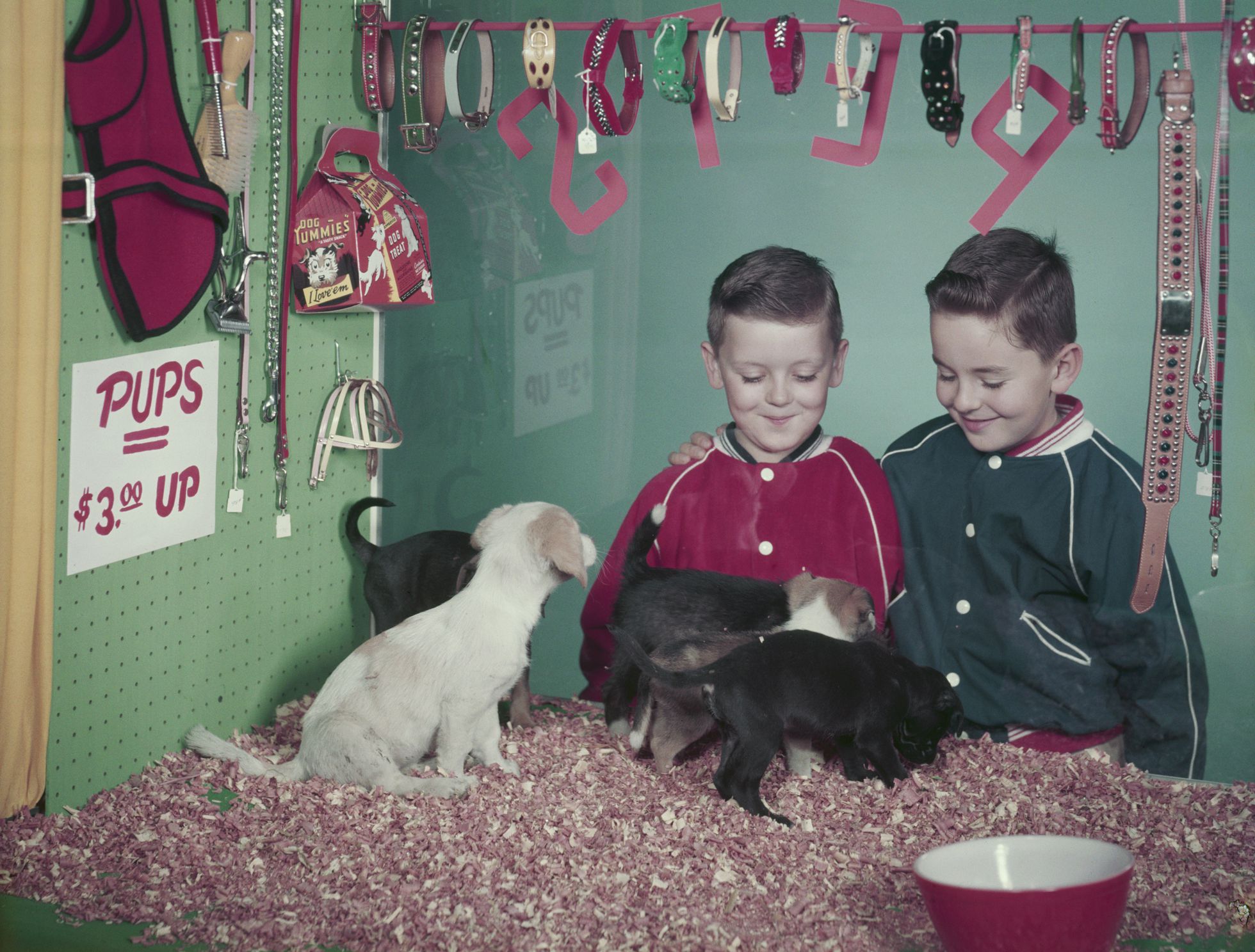 ¿Cuál es el animal ideal para regalar a un niño esta Navidad? Ninguno