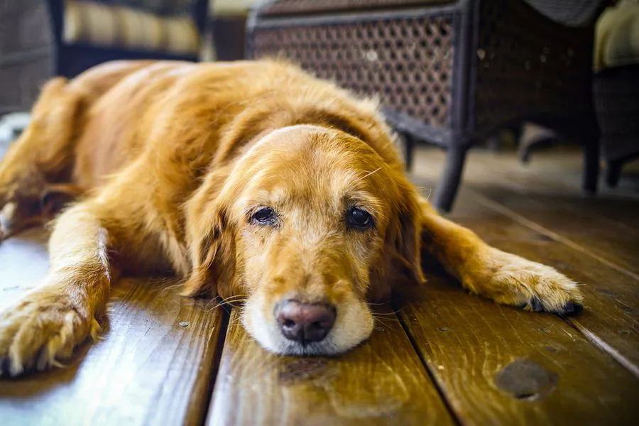¿Los perros pueden desarrollar Alzheimer? Esto debes saber, según un experto