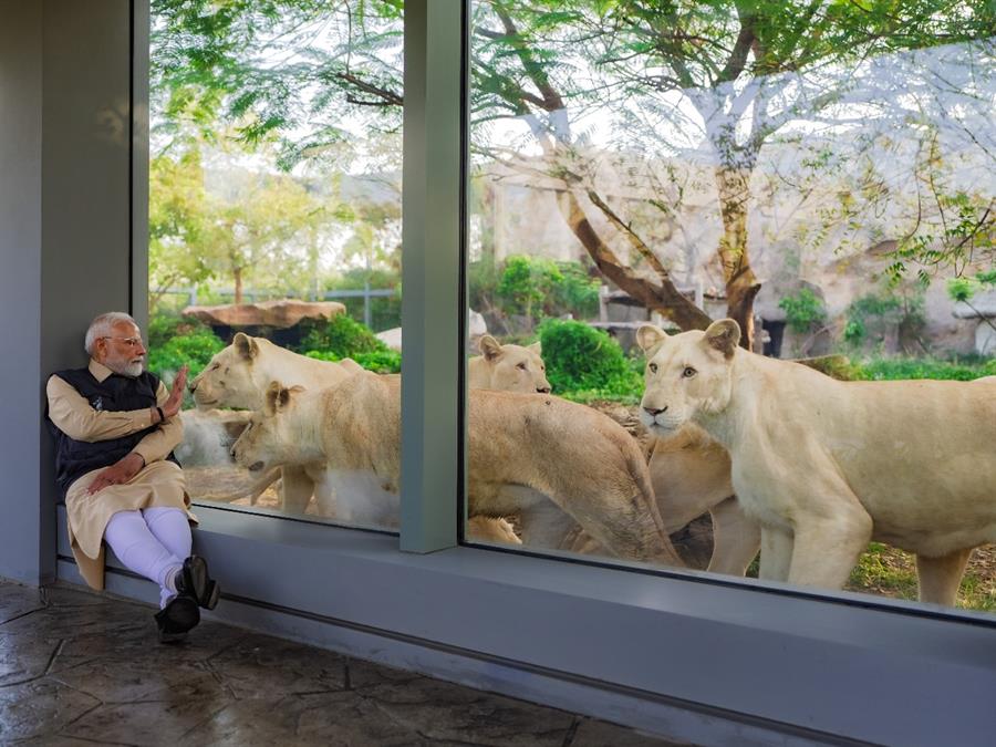 “La jungla en una jaula”: el caso del conservacionista petrolero Anant Ambani y su último capricho, un zoo colosal