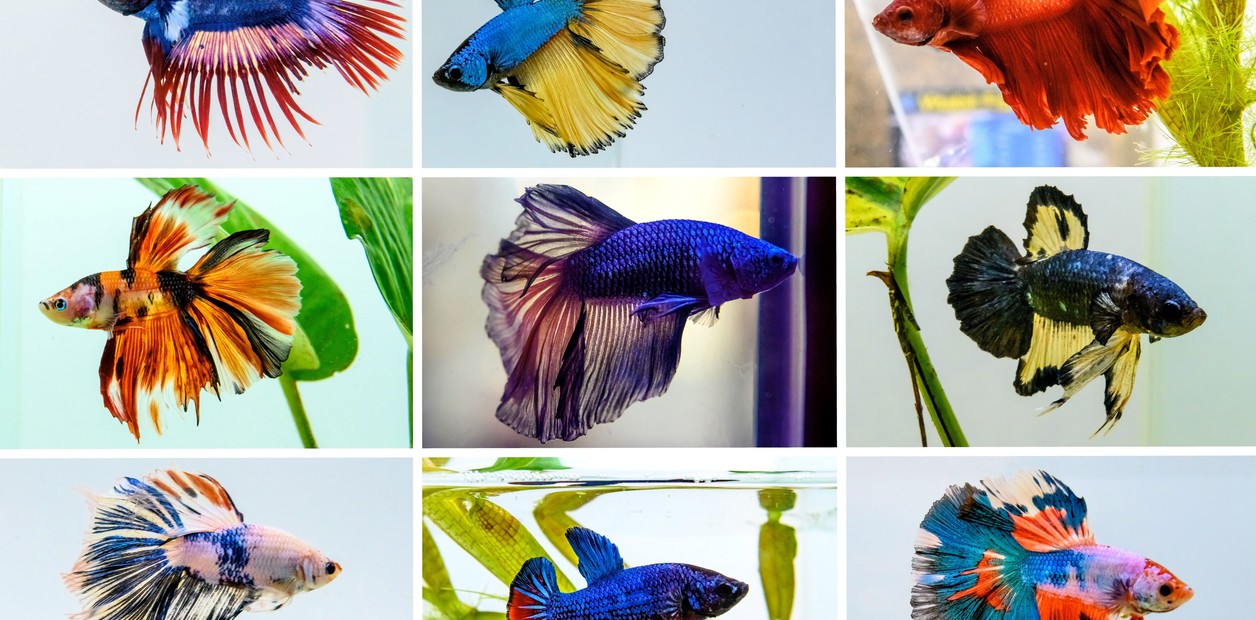 Los 5 peces más elegidos para tenerlos como mascotas